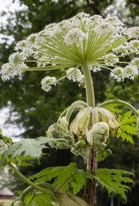 hogweed, plants