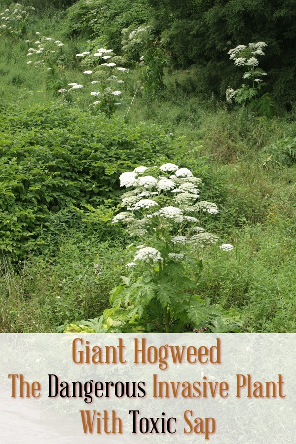 Giant Hogweed, Nature, Dangerous Nature, Dangerous Plants, Toxic Plants, toxic weeds