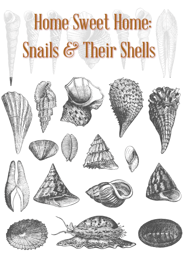 snail shells, snails, shells, sea shells,