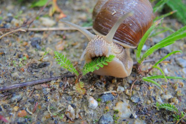 snail
