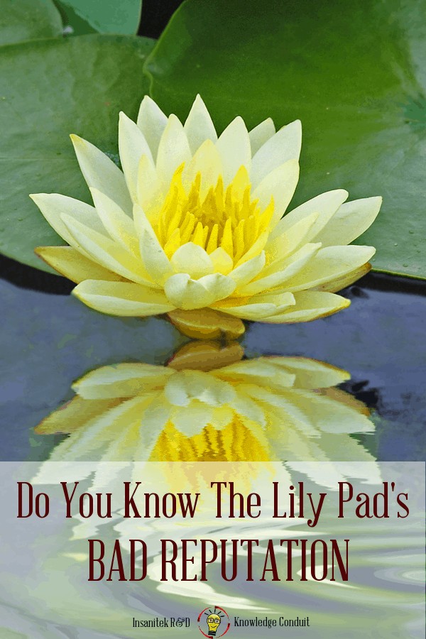 lily pad, lilypad, lily pad with flower, surface tension, lily pad's bad reputation, lily pad bad rep,