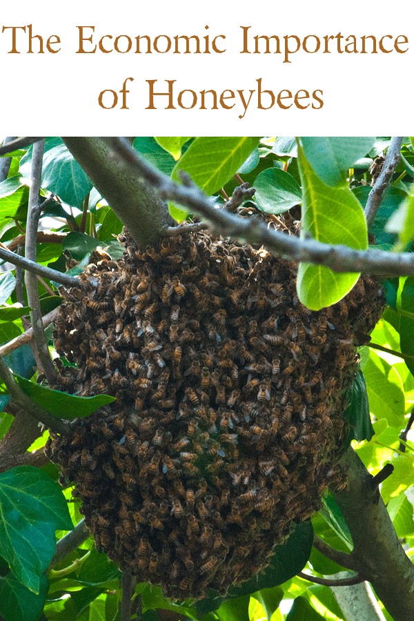 honeybees, honey bees, making money with bees, homesteading