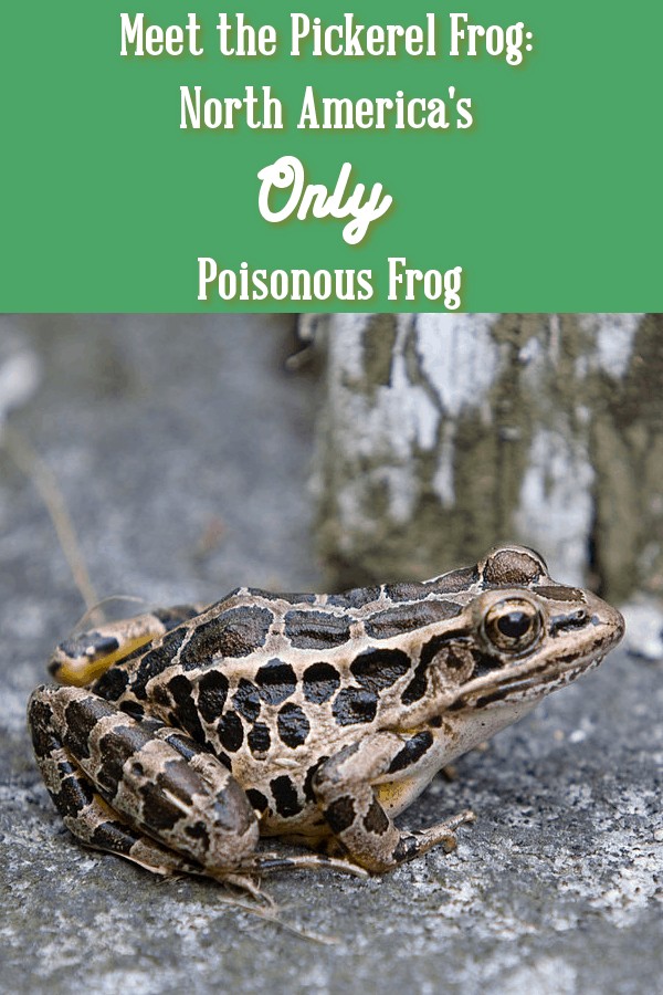 Pickerel frog, poison frog, north american frog