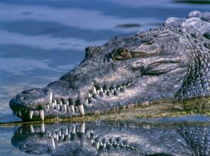 Alligator, Alligator, Tiere