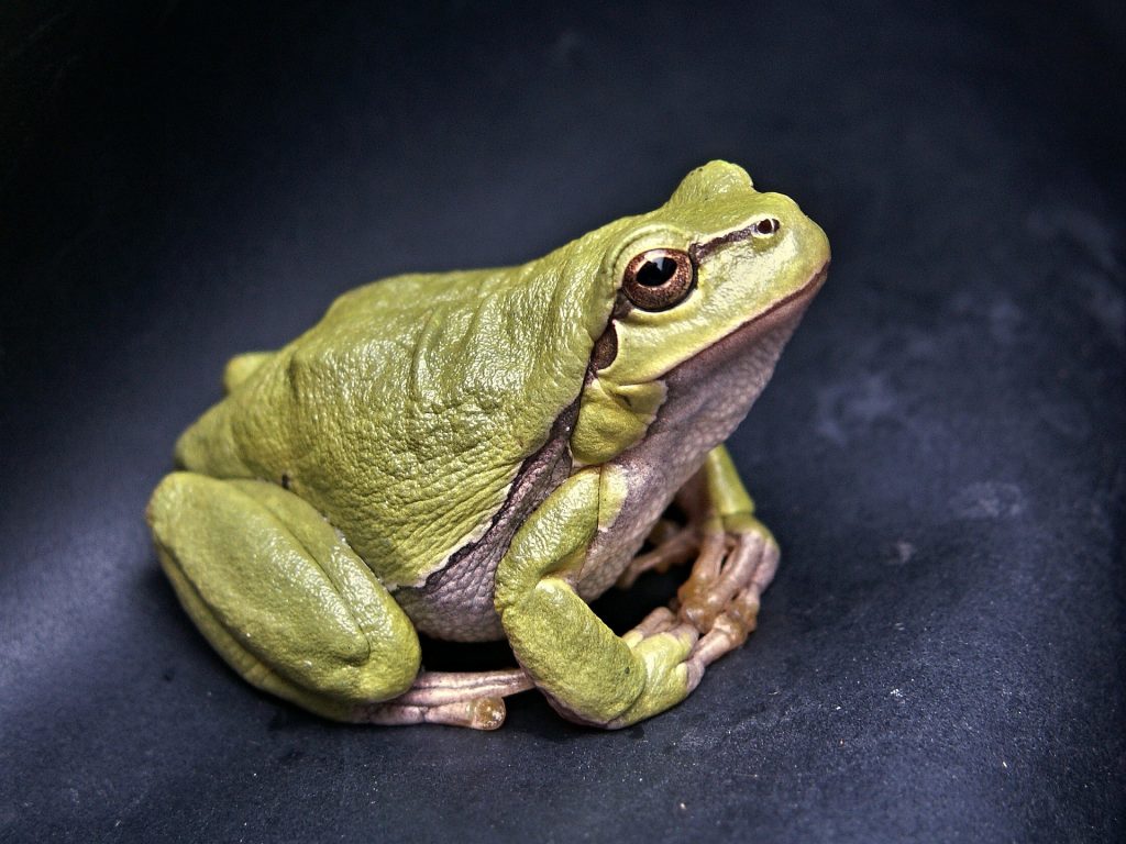 frog, animals
