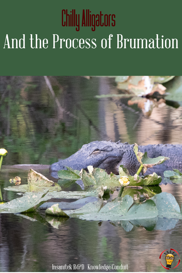 Alligators, brumation