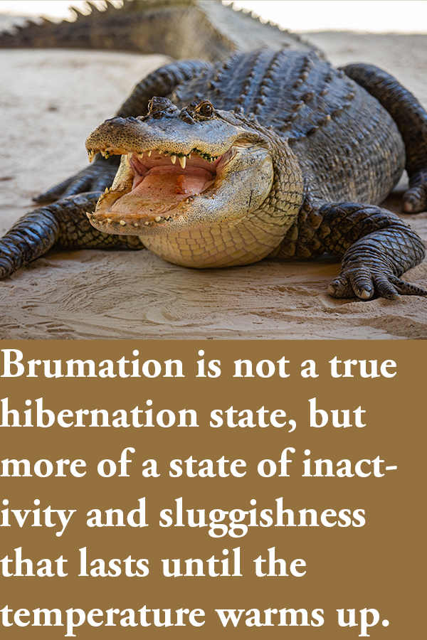 Alligator, brumation