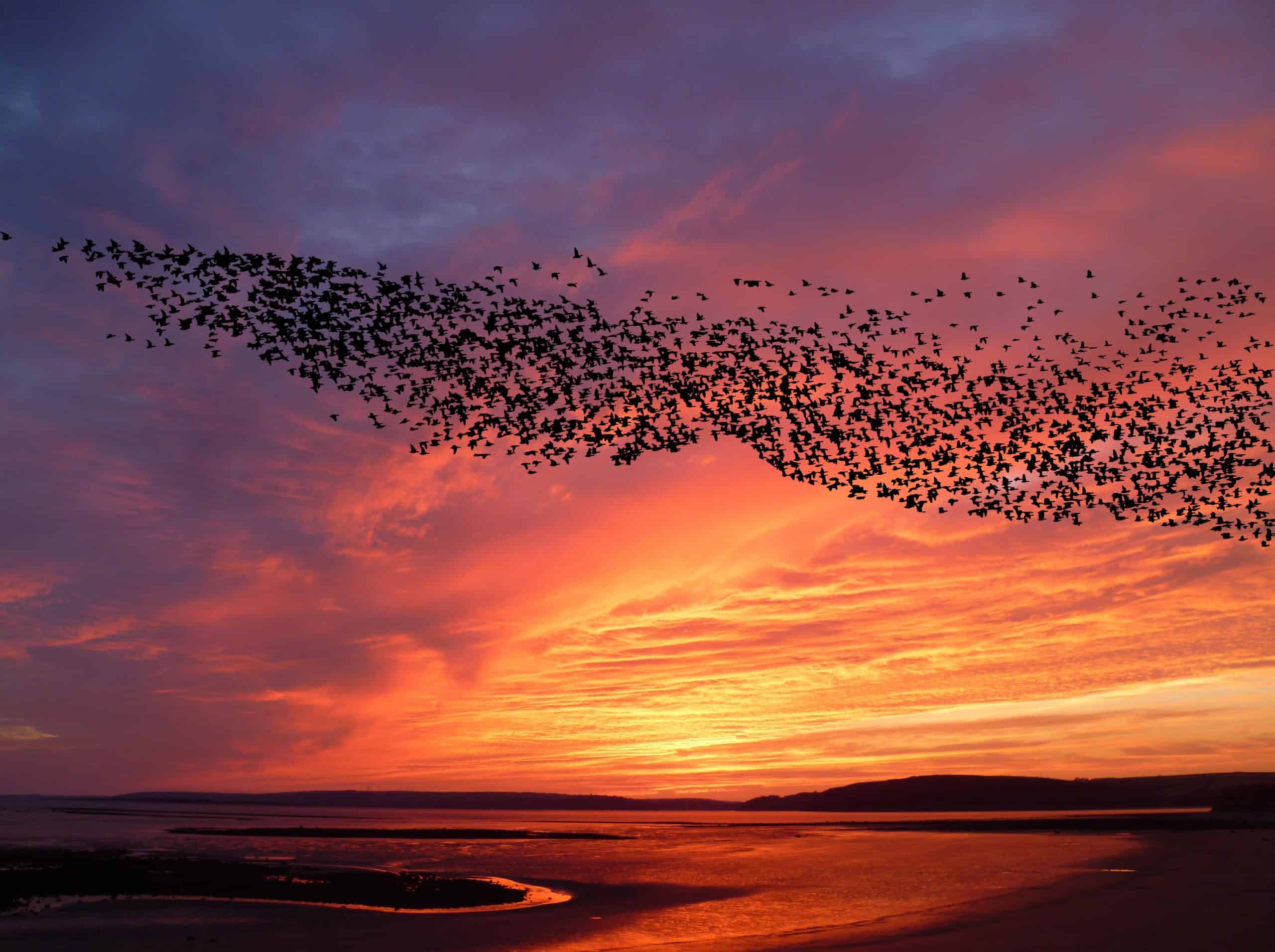 mumuration, flocking birds, sunset and blackbirds