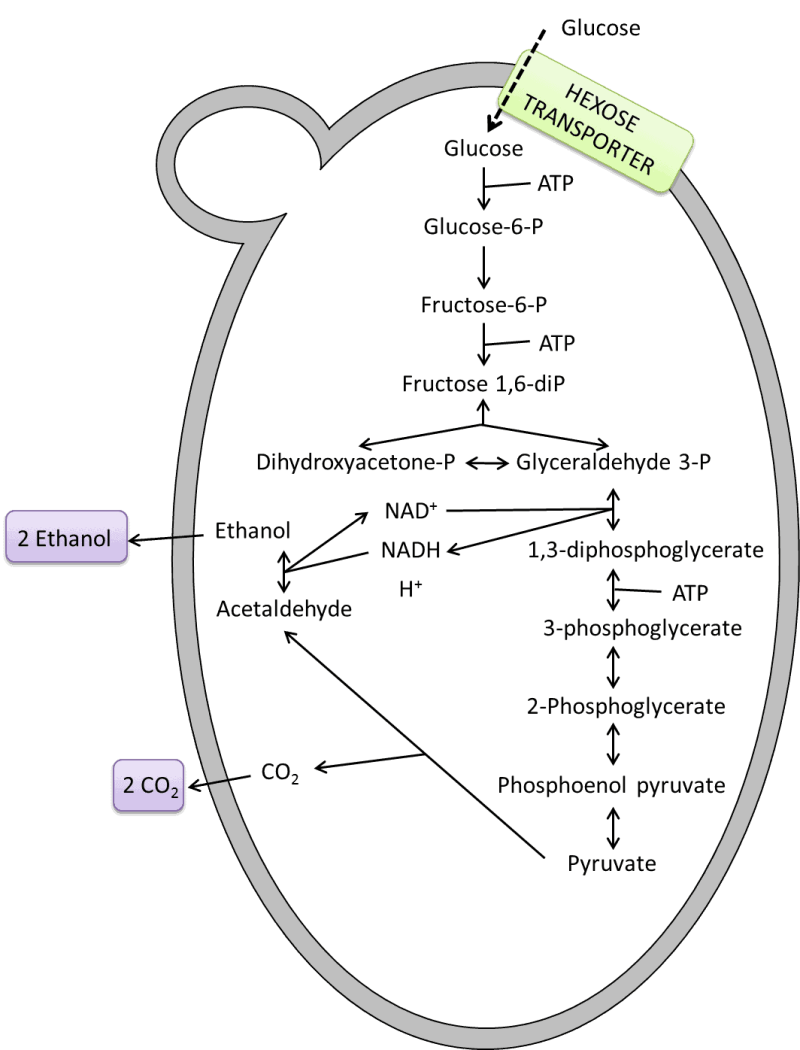 The Magic of The Microbe Called Yeast Insanitek