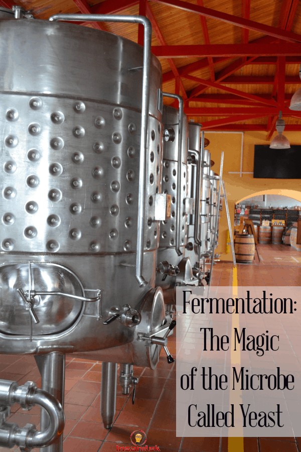 fermentation, yeast, how it works, how yeast works