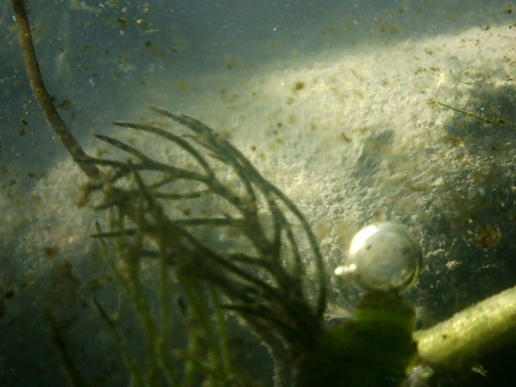 Pond life in a jar