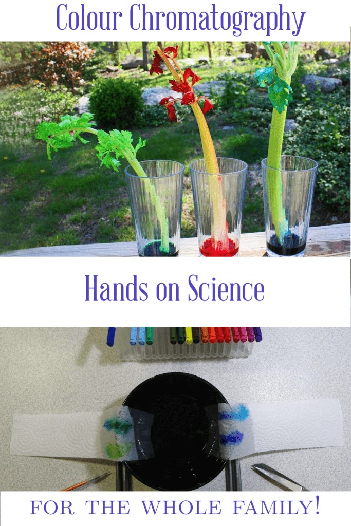 What Is Your Color Made Of? An Exploration of Chromatography Insanitek
