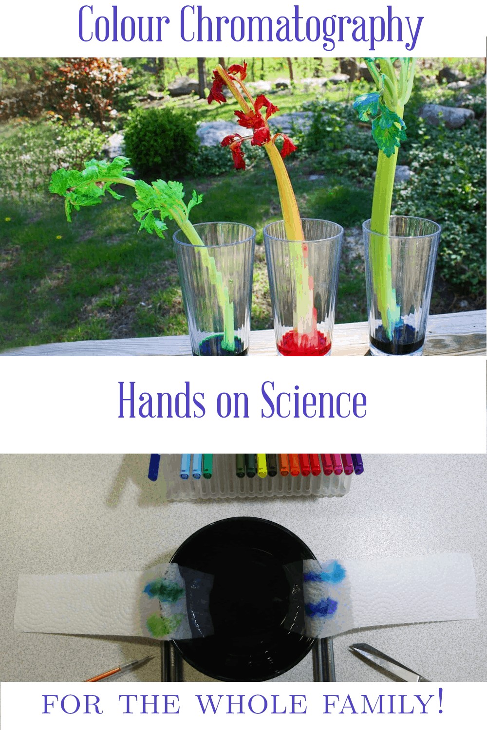 how colour chromatography works