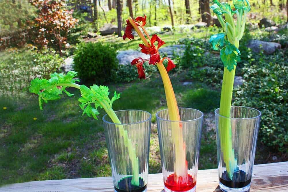 Capillary action with celery