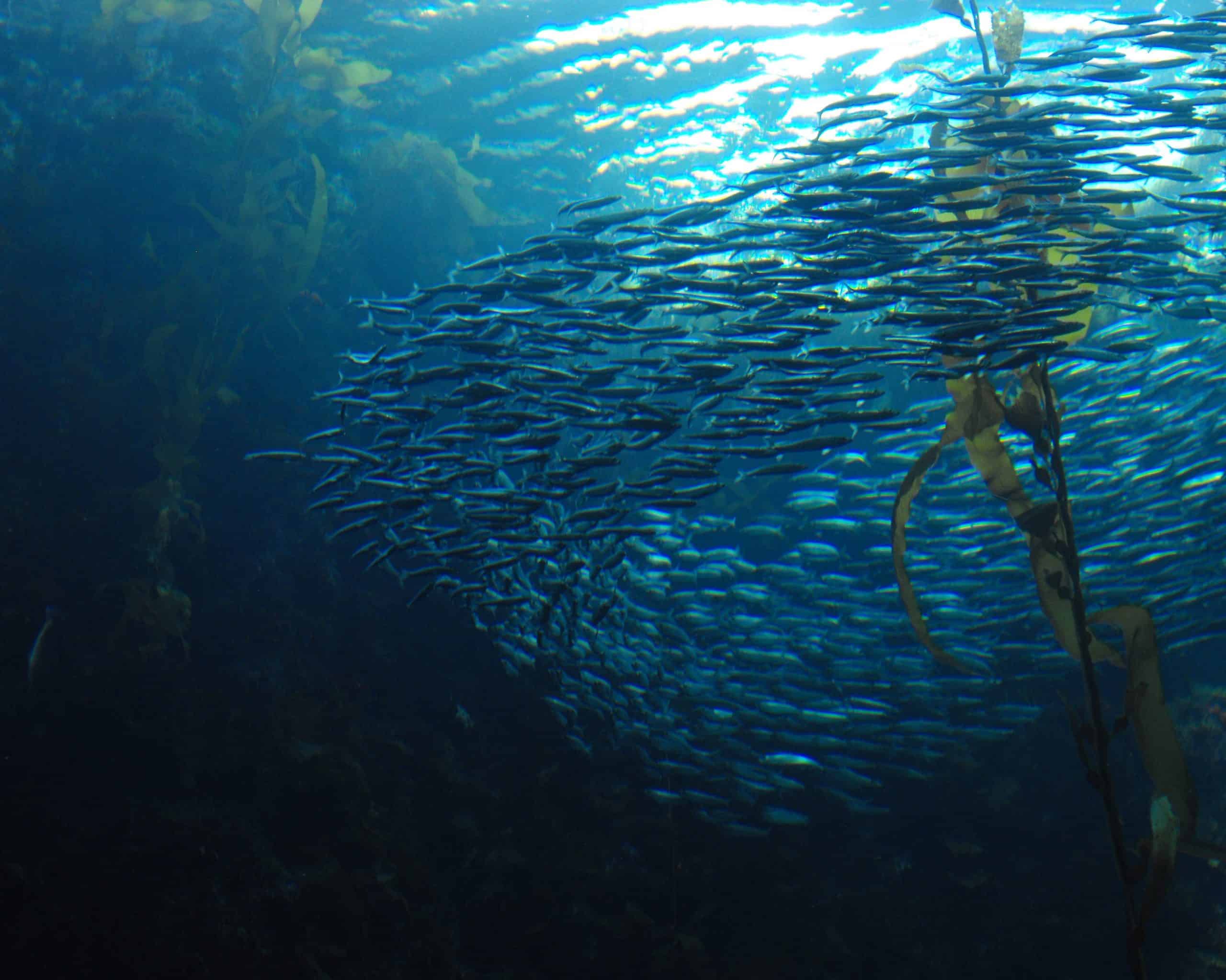 mumuration, schooling fish, 