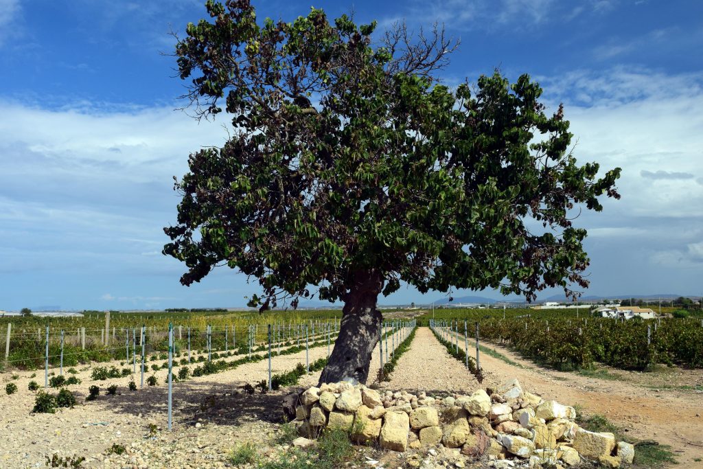 Old Mulberry Tree in front of a vineyard