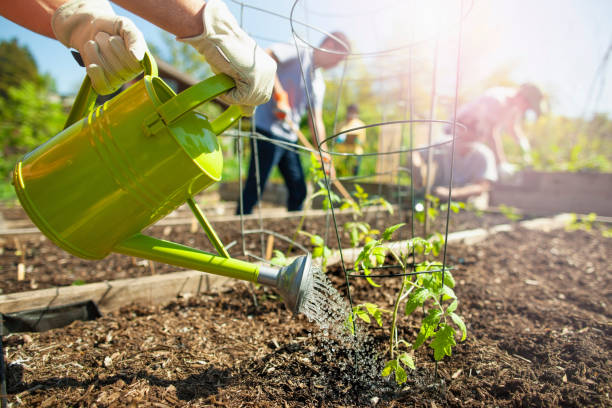 Person watering young plants in a raised community garden bed with other gardeners working in the background.