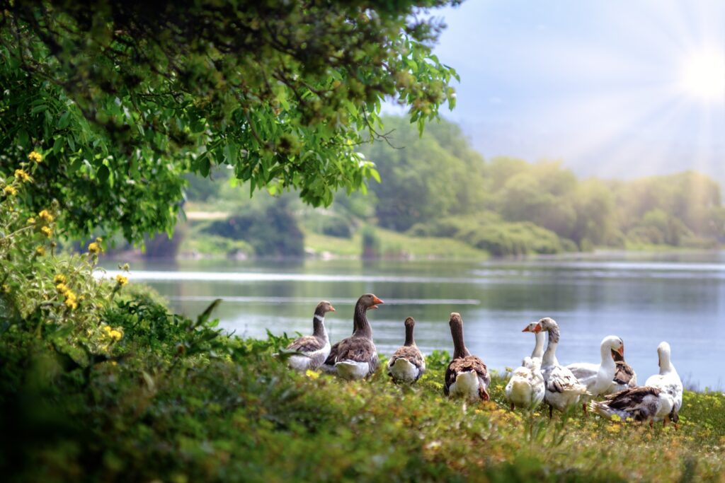 White and gray geese stand on a sunlit lakeshore beneath leafy branches, with trees reflected in the water behind them.